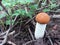 A young growing edible mushroom foxy bolete in a forest.