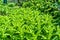 Young growing mint in garden flowerbed