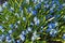 Young growth of the bluebell flower in garden