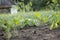 Young growth cucumber in a farmer`s garden. green seedlings of vegetables in loose soil