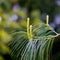 Young growth of Holford pine with a blurry background