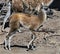 Young guanaco 1