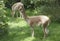 Young guanaco