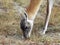 Young Guanaco in Torres del Paine National Park, Chile