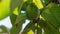 Young guava fruit on the tree in the morning