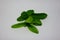 Young guava leaves in photos with a white background