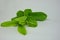 Young guava leaves in photos with a white background