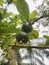 Young guava natural fruit