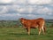 Young Guernsey Cow