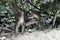 Young Guinea baboon, Papio papio and green monkey, Chlorocebus sabaeus, playing in a forest