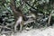 Young Guinea baboon, Papio papio and green monkey, Chlorocebus sabaeus, playing in a forest