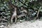 Young Guinea baboon, Papio papio and green monkey, Chlorocebus sabaeus, playing in a forest