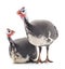 Young guinea fowl.