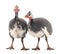 Young guinea fowl.