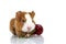 Young guinea pig with sour cherry