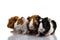 Young guinea pigs