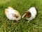 Young Guinea pigs