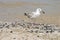 Young gull on the beach