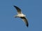 Young Gull in flight