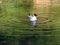 Young gull swimming on the river