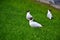 Young gulls