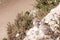 Young gulls on the cliff