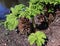 Young Gunnera tinctoria with fruit.