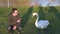 A young guy in a gray coat is squatting on the grass, next to him is a white swan. The guy is training a swan. In the background,