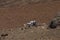 The young guy is resting with his head on a hiking backpack and lying on large boulders of lava at the foot of the Teide volcano.