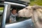 Young guy, sitting in a car, strokes and feeds donkey, which is standing near car. Donkeys graze and beg tourists for food near