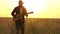 Young guy walks the golden wheat field in the rays of the sunset and plays the guitar.