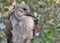 Young Hadeda Ibis Portrait