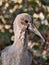 Young Hadeda Ibis Portrait