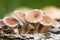 Young hairy mushroom cluster