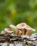 Young hairy mushroom cluster on hardwood log