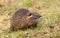 Young hairy river coypu