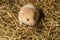 Young hamster in the hay.