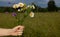 A young hand holds a bouquet of cute field daisies on a rural background. medicinal plant in the hands of the concept of