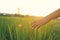 Young hand touch green rice on field during sunset