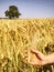 Young hand touch green rice on field during sunset , nature