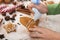 Young hands decorate gingerbread cookies with white icing applied from plastic bag