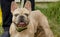 Young handsome french bulldog with expressive look