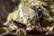 Young handsome man walking with huskies dog in canyon near water.