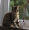 Young handsome tabby cat at home