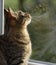 Young handsome tabby cat at home