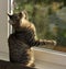 Young handsome tabby cat at home