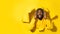 Young happy black man peeking out hole isolated on yellow background and listening to music with headphones