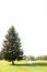 Young happy couple walking near green big spruce on grass in white sky background.