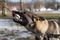 A young happy German Shepherd plays tug with a ball. Sable coloured working line breed