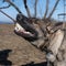 A young happy German Shepherd plays tug with a ball. Sable coloured working line breed